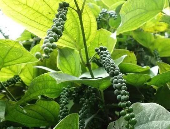 罗马人带来了黄金，带走的却是它