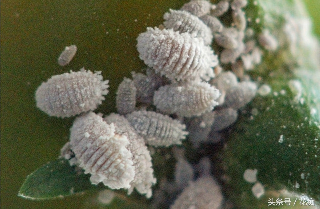 花卉叶子上的虫子怎么消除,不花一分钱的小妙招赶紧收藏