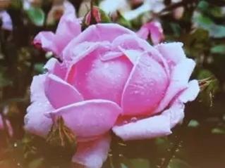 北京月季花海在哪里,北京最美月季景点