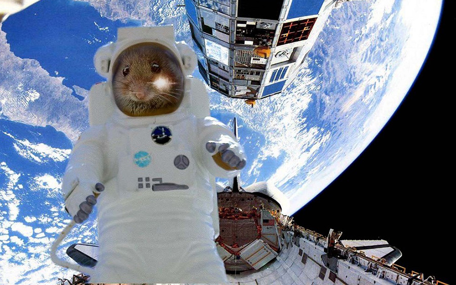 科学家找到太空培育器官,科学家在太空中创造物质