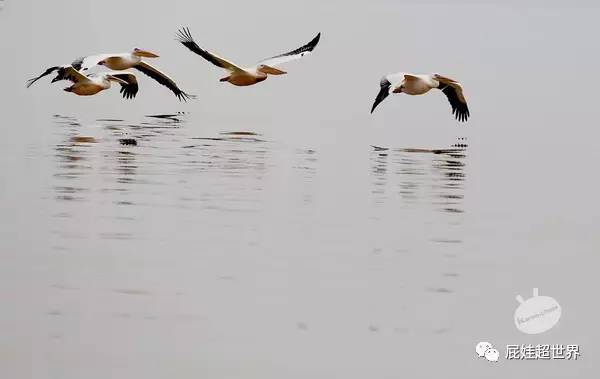 一天之内连开两条国际航线成都直飞非洲大陆往返1450元啦！