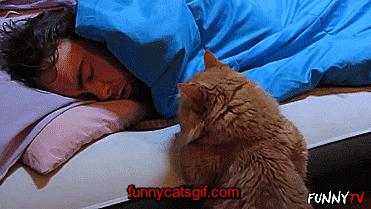 为什么猫被视为辟邪与招财,猫自卫能力