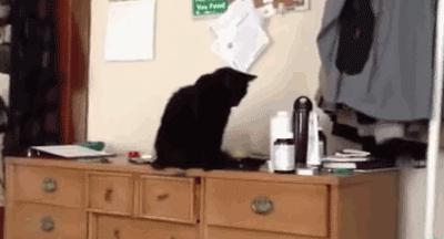 为什么猫被视为辟邪与招财,猫自卫能力