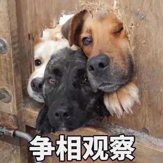 鹿晗忍不住对热巴放大招，逼问热巴“初吻”给了谁？！