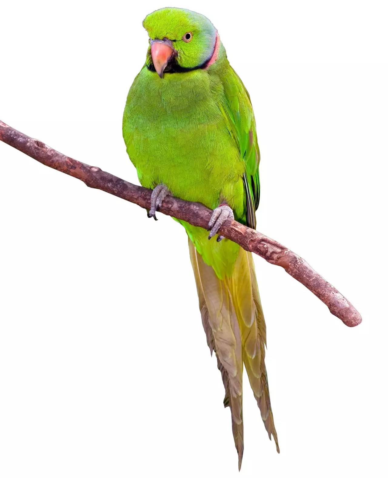 到了毛里求斯要怎么玩,毛里求斯旅游怎么去最划算