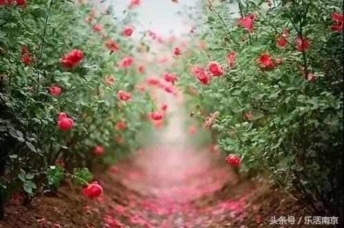 南京是一座很美的城市,南京最让人震撼的城市