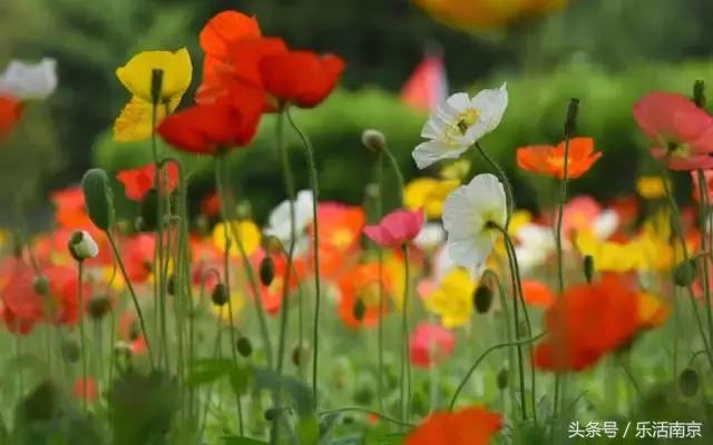 南京是一座很美的城市,南京最让人震撼的城市