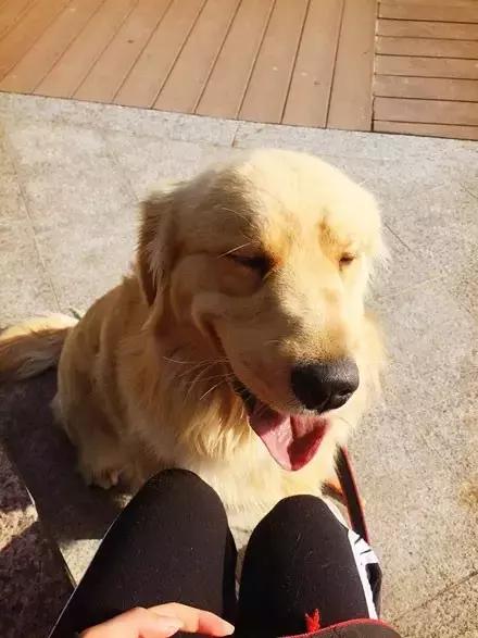 推主家的猫看电视，看着看着就睡着了，太可爱了，还翘着二郎腿！