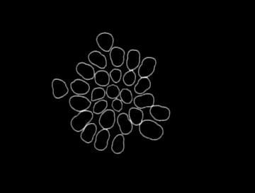 侏儒男和高个子女朋友的视频,侏儒娶高个老婆