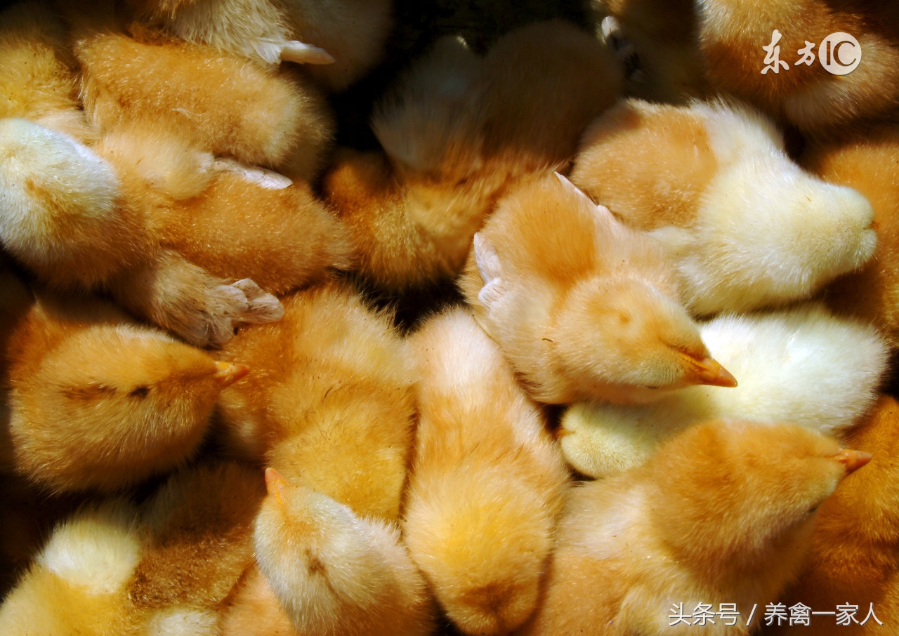 养鸡场常见的鸡病有哪些,鸡如何预防呼吸道疾病养鸡户必看