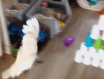 国外成年人幽默搞笑动图gif,100个绝版的搞笑gif表情包图