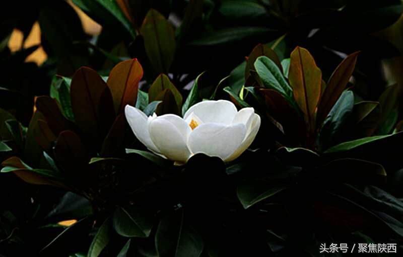 宝鸡广玉兰,广玉兰宝鸡