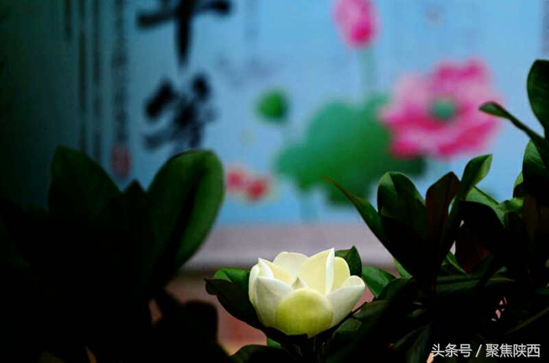 宝鸡广玉兰,广玉兰宝鸡