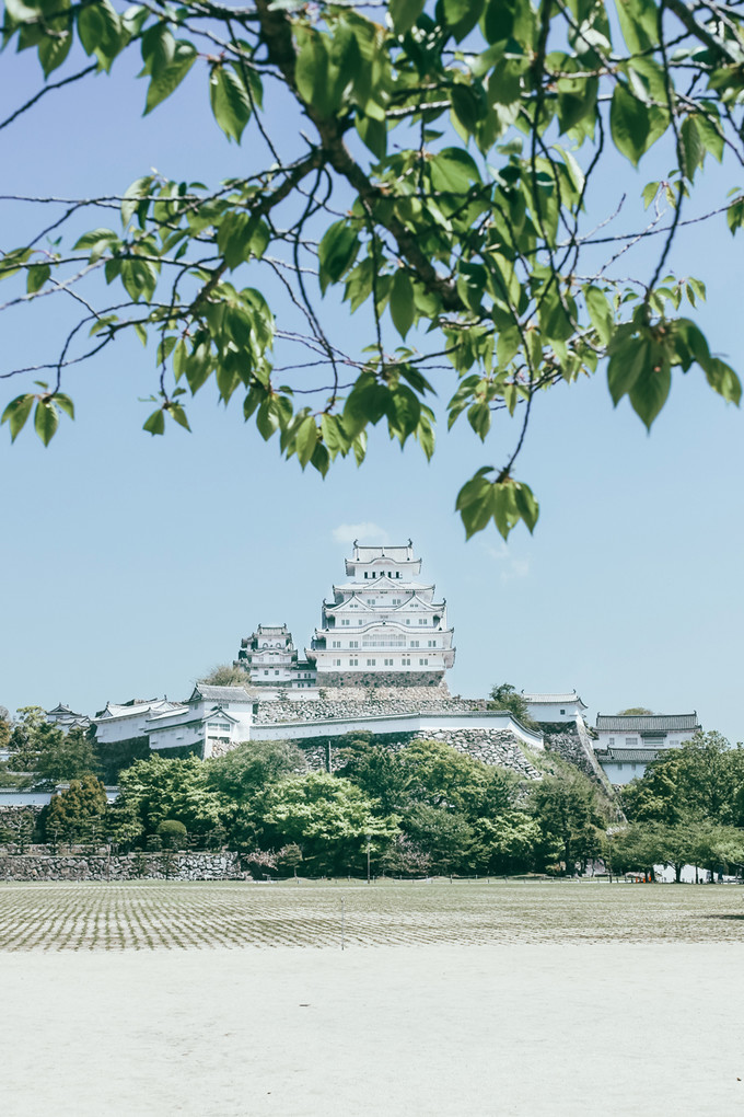紫藤花开的季节去看锦鲤成了精，据说转发会有好运