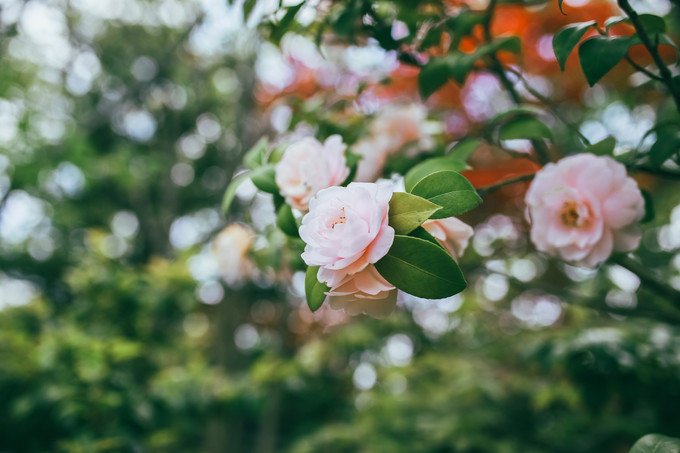 紫藤花开的季节去看锦鲤成了精，据说转发会有好运