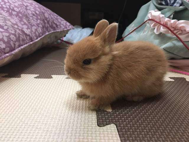 兔子逃脱猎狗成功视频,兔子逃脱了怎么办