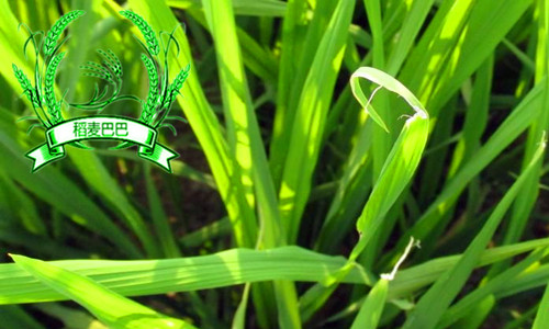 水稻苗期叶片发黄怎么办,水稻秧苗发黄怎么回事