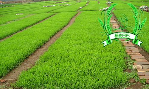 水稻苗期叶片发黄怎么办,水稻秧苗发黄怎么回事