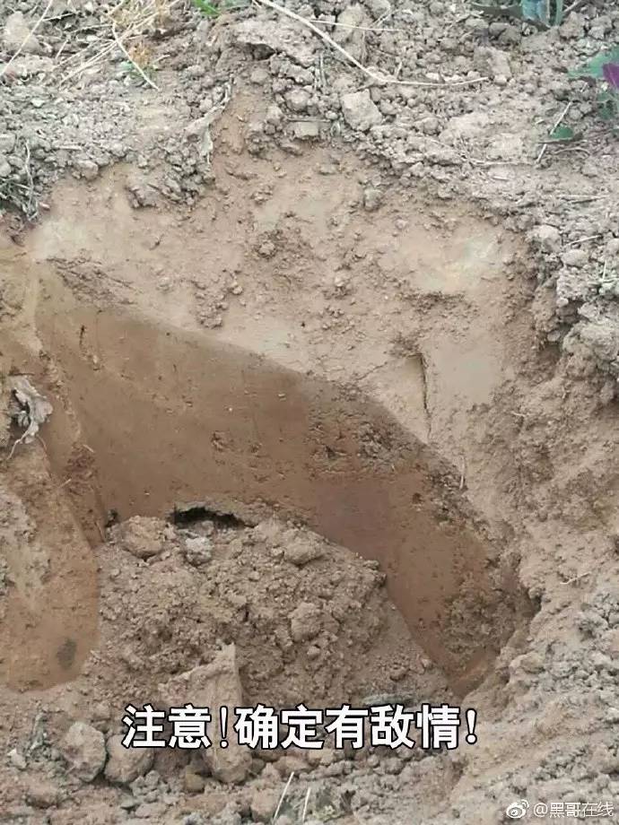 果园灭鼠最佳方法,洛川专业灭鼠