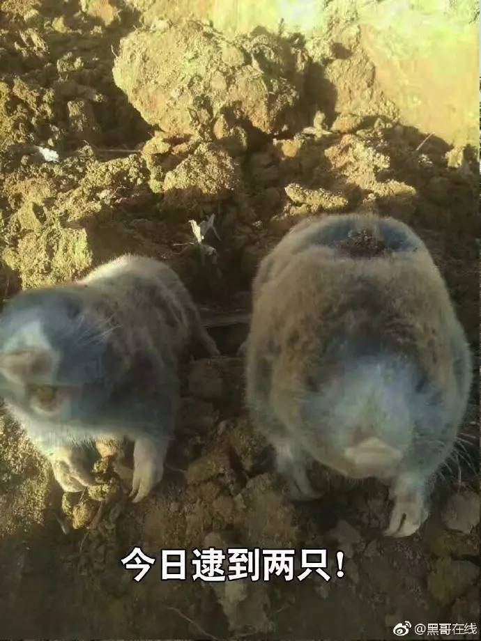 果园灭鼠最佳方法,洛川专业灭鼠