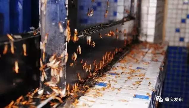 飞蚁飞进屋要下大雨了吗,飞蚁为啥要飞进屋子