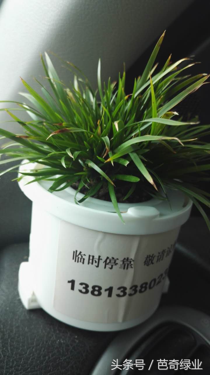 4角鸾凤玉花语,车载花语大全