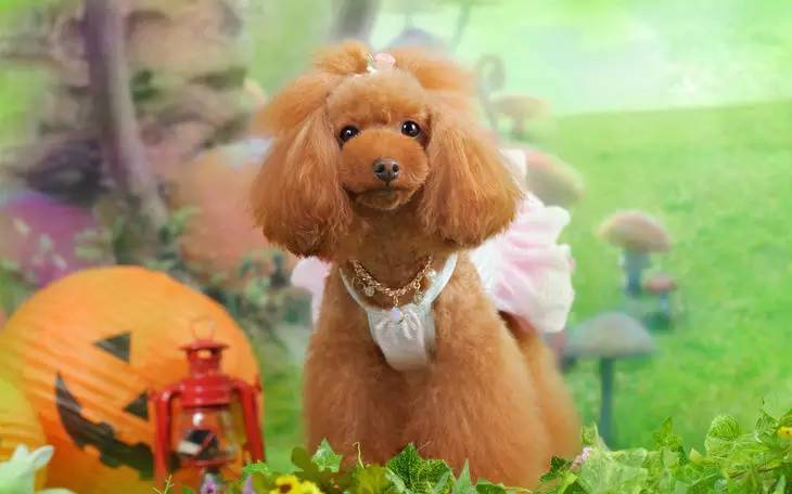 狗狗鼻子褪色吃什么能补回来,狗狗鼻头褪色能恢复吗