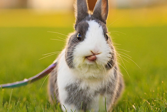 小兔子撒尿怎么解决,小兔子三天没拉怎么解决