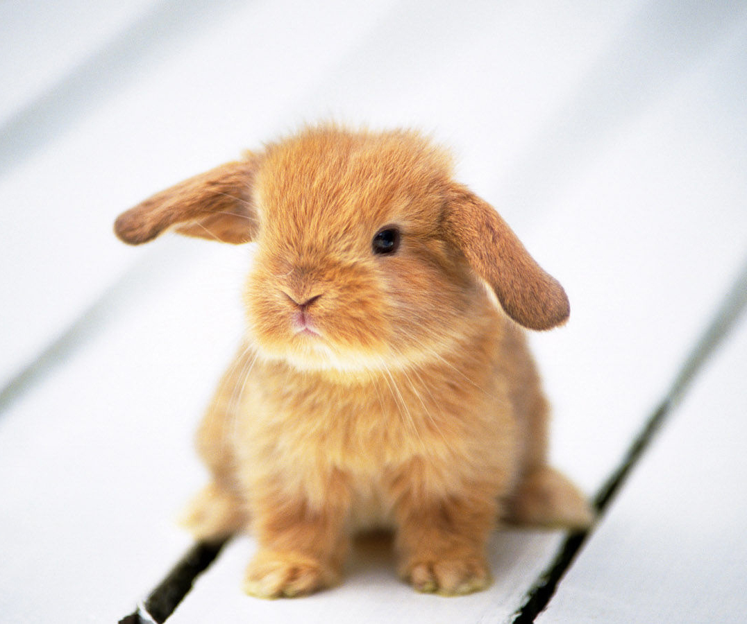 小兔子撒尿怎么解决,小兔子三天没拉怎么解决