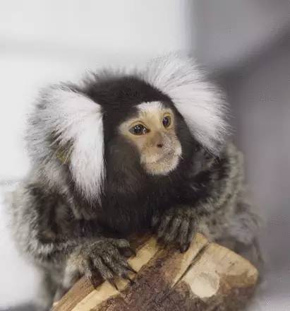 科学怎么解释为什么会爱上一个人,人类为何喜欢音乐的心理原因