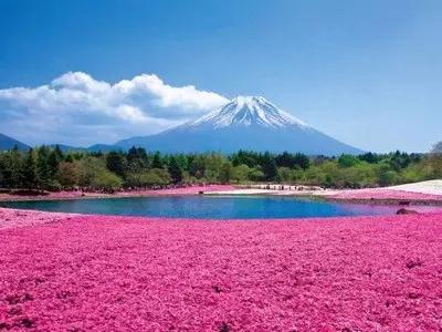 不用去日本也能看的樱花海,不用去日本也可以看到枫叶