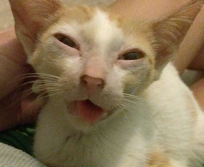 流浪小猫出车祸后，下巴严重脱臼变小怪物，直到好心人收养后！