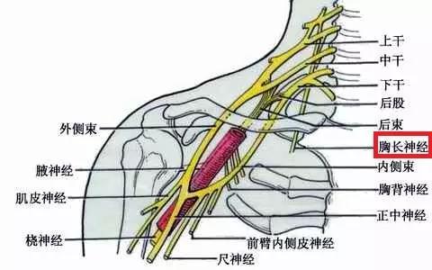 多年的胸闷气短啥原因,多年胸痛的原因和症状