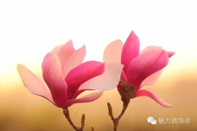 对不起，我要去黄岛了，别再找我了