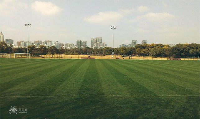 上海哪里有足球场草坪,上海足球场草坪哪家好