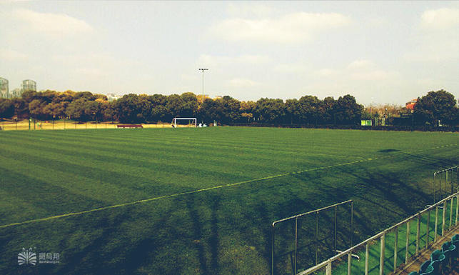 上海哪里有足球场草坪,上海足球场草坪哪家好