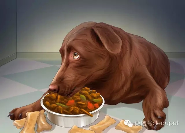 狗妈妈坐月子,狗妈妈跟狗宝宝月子怎么护理