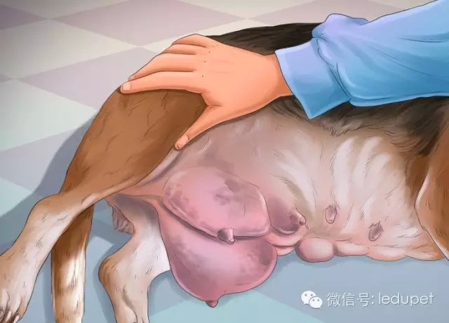 狗妈妈坐月子,狗妈妈跟狗宝宝月子怎么护理