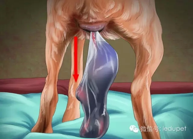 狗妈妈坐月子,狗妈妈跟狗宝宝月子怎么护理