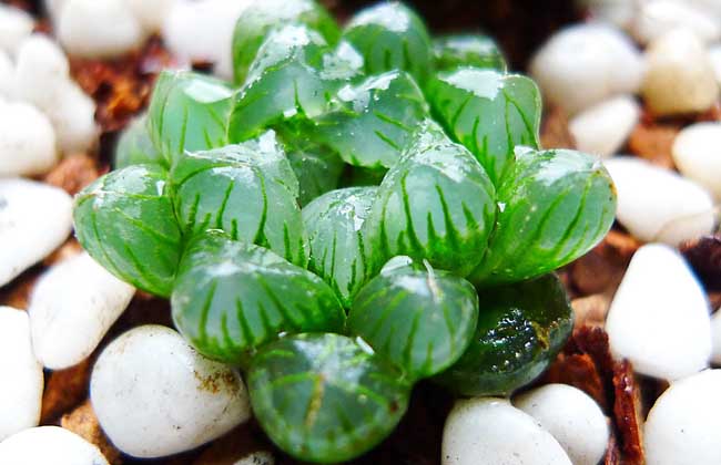 冰灯玉露防辐射彩色多肉植物,多肉植物冰灯玉露好养殖吗