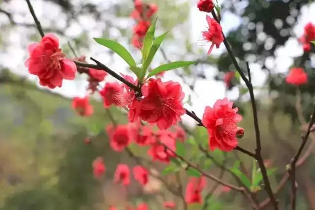 明珠楼白云山风景,白云山明珠楼