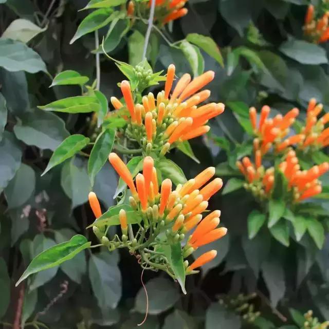 明珠楼白云山风景,白云山明珠楼