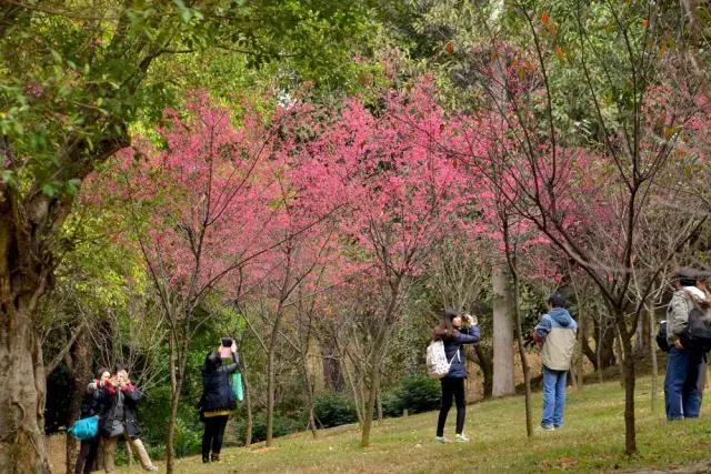 明珠楼白云山风景,白云山明珠楼