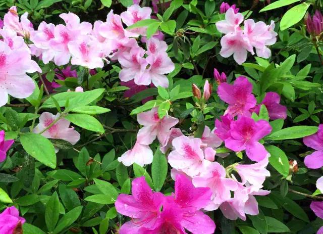 明珠楼白云山风景,白云山明珠楼