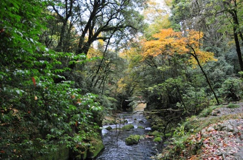 熊本熊熊出没,熊本熊77期