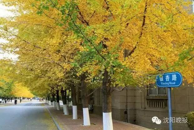 还有316天，沈阳人再不做这30件事就晚了！