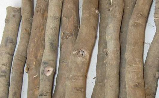 中药知识必学杜仲,中药牡丹皮的功效作用