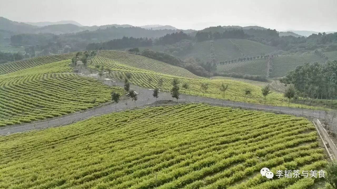 溧阳白茶：天目湖的一泓净水