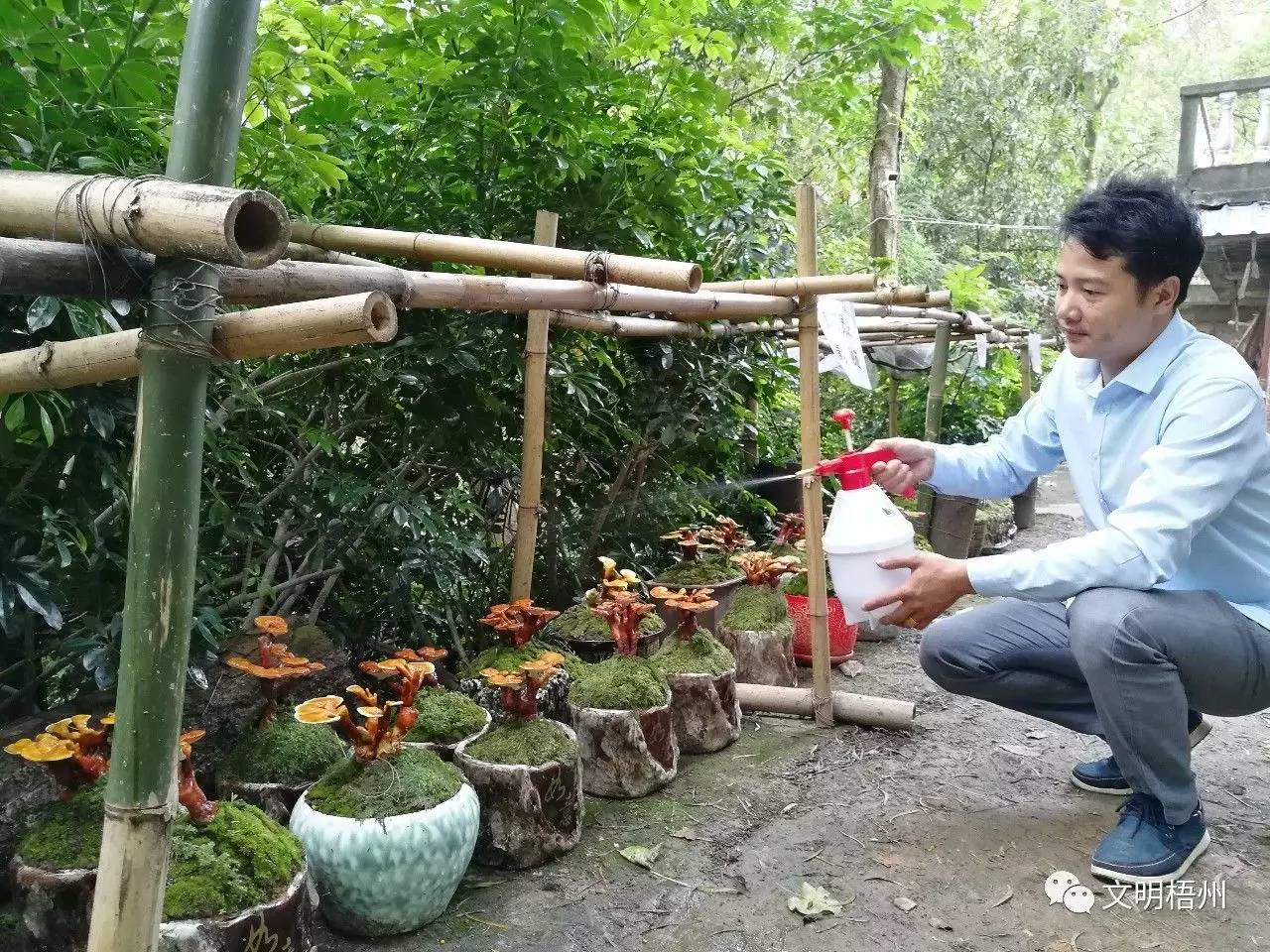 白云山中药材种植基地,参观灵芝种植基地