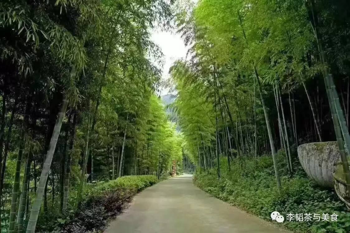 溧阳白茶：天目湖的一泓净水